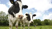 Sapi Jenius, Bisa Bantu Polisi Dimana Pria Sembunyi