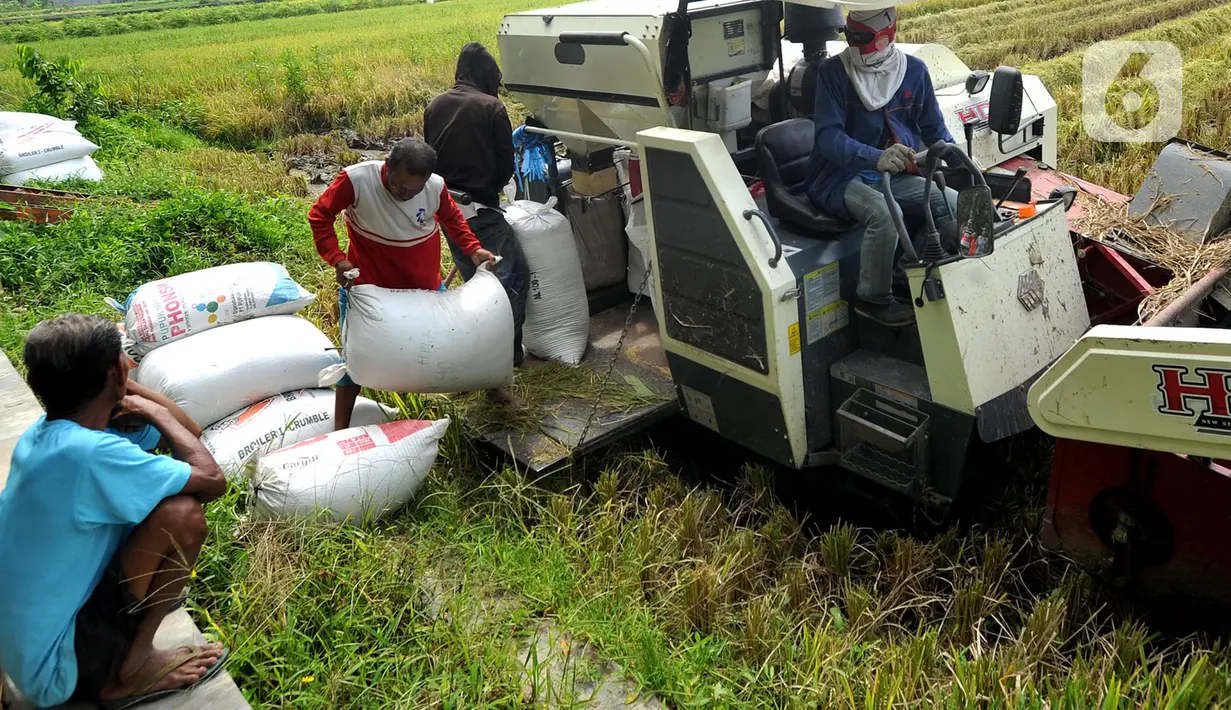 Petani memanen padi jenis IR 54 menggunakan mesin produk China di Galuh, Kulon Progo, Yogyakarta, Kamis (2/2/2020). Mesin yang disewa seharga Rp 500 ribu untuk memanen padi seluas 1.400 meter persegi itu mengefisienkan waktu, tenaga, dan modal dibandingkan tenaga manusia. (merdeka.com/Arie Basuki)