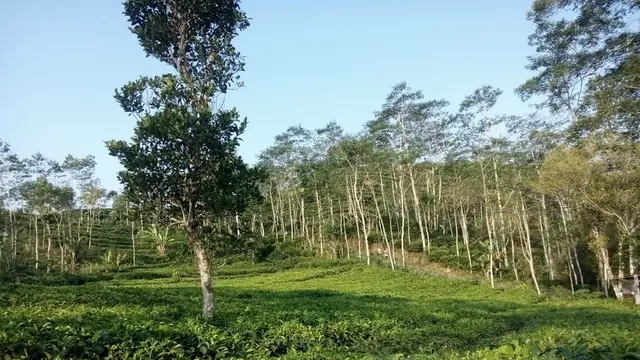 Teh Menoreh Kulon Progo