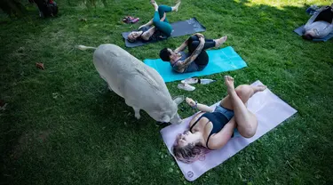 Seekor babi berperut buncit mendekati Daria Michaleski saat berpartisipasi dalam sesi yoga dengan babi selama penggalangan dana amal di The Happy Herd Farm Sanctuary, di British Columbia, Kanada, 26 Juli 2020. (Darryl Dyck/The Canadian Press via AP)