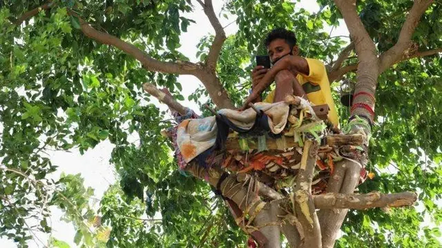 Kisah pria India menjalani isolasi mandiri di atas pohon.