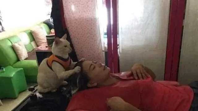 5 Potret Kocak Kucing Bila Kerja di Salon dan Spa Ini Menggemaskan