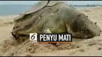 Warga temukan seekor penyu mati di pantai Somprasong, Chonburi, Thailand. Penyu tersebut ditemukan dalam kondisi mengenaskan, perutnya penuh dengan sampah plastik.