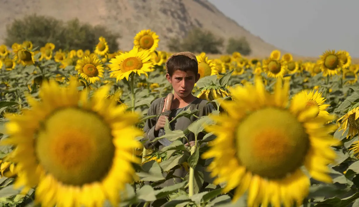 Seorang anak laki-laki Afghanistan berdiri di ladang bunga matahari di distrik Panjwai, provinsi Kandahar, pada 21 Oktober 2025. (Sanaullah SEIAM/AFP)