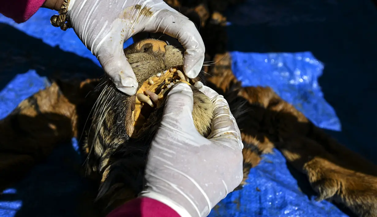 Dokter hewan BKSDA Aceh memeriksa gigi harimau sumatera saat melakukan forensik terbatas terhadap barang bukti kulit harimau sumatera hasil sitaan di Banda Aceh, Aceh, Rabu (1/12/2021). Forensik terbatas dilakukan untuk mengetahui jenis kelamin, usia dan penyebab kematian. (CHAIDEER MAHYUDDIN/AFP)