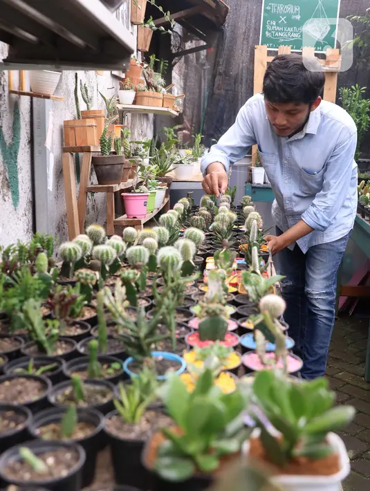 Pembudidaya tanaman hias merawat kaktus di Rumah Kaktus, Kota Tangerang, Banten, Jumat (2/4/2021). Tanaman hias di tempat ini dikirim hingga ke luar negeri untuk kebutuhan cendera mata dan hiasan rumah. (Liputan6.com/Angga Yuniar)