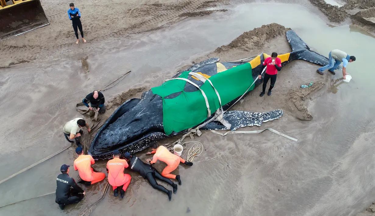 Anggota Prefektur Angkatan Laut Argentina dan para sukarelawan berusaha menyelamatkan seekor paus bungkuk yang terdampar di Mar del Plata, Argentina (9/4). (AP / Pablo Hugo Funes)