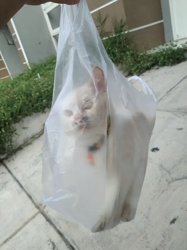 10 Potret Lucu Kucing di Dalam Tas Kresek, Ekspresinya Bikin Kasihan