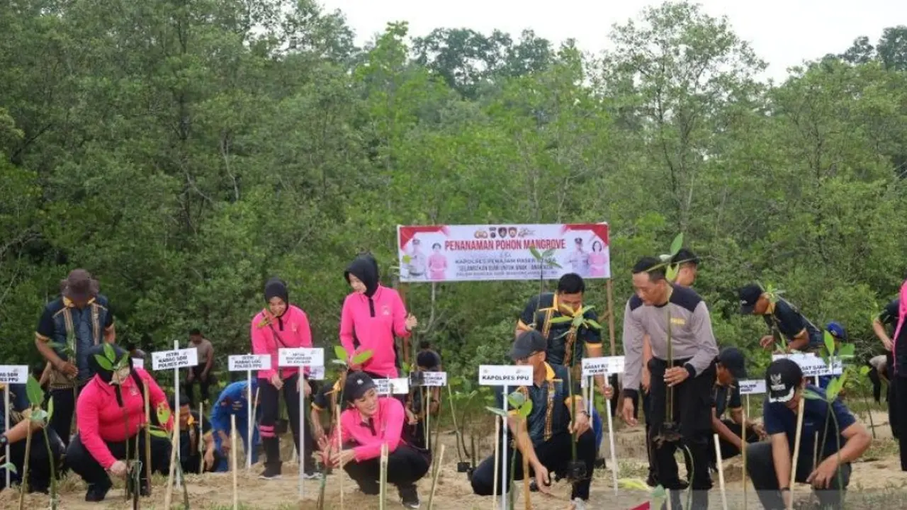 Aksi tanam mangrove yang dilakukan Polres Penajam Paser Utara, Kalimantan Timur di kawasan Pantai Nipah-Nipah, Kecamatan Penajam.