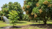 Jenis Pohon Kelengkeng yang Tidak Berbuah, Ini 5 Penyebab dan Solusinya