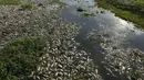 Badan lingkungan hidup negara bagian tersebut menduga bahwa penyebab kematian ikan-ikan tersebut adalah pembuangan limbah industri yang tidak teratur ke sungai. (AP Photo/Andre Penner)