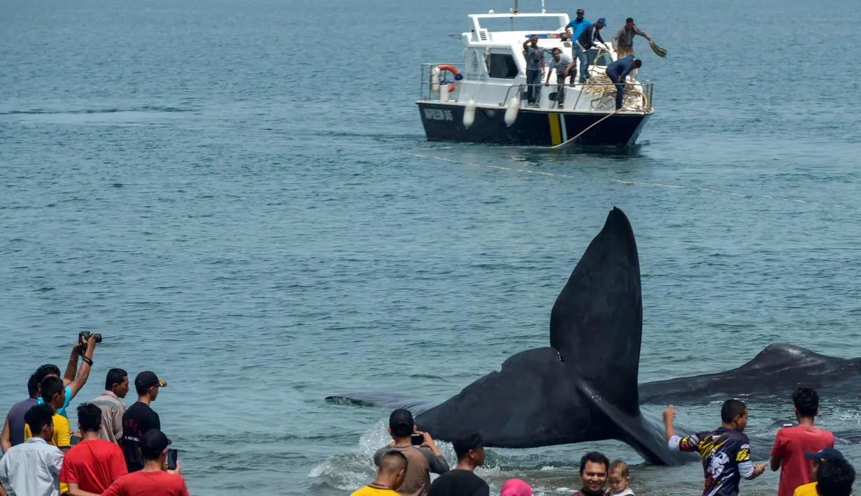 Warga melihat sembilan Paus Sperma yang terdampar di Pantai Ujung Kareng, Aceh Besar, Aceh, Senin (13/11). Terdamparnya paus sperma tersebut menarik perhatian warga sekitar. (AFP Photo/Chaideer Mahyuddin)
