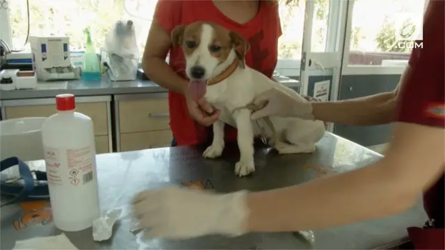 Pemerintah Spanyol mewajibkan anjing yang dipelihara untuk melakukan tes DNA.
