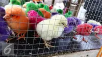 7 Pakan Ayam Warna Warni Supaya Cepat Besar, Rekomendasi Ahli untuk Panen Optimal