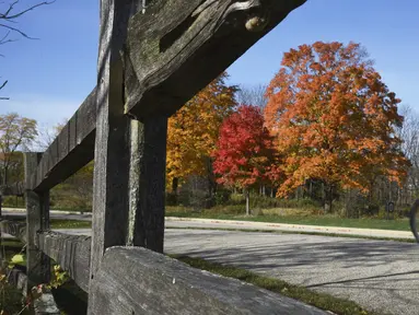 Seorang pengendara sepeda melewati deretan pohon berwarna-warni di Hutan Lindung Lakewood dekat Wauconda, Illinois, Amerika Serikat, 13 Oktoer 2020. (Paul Valade/Daily Herald via AP)