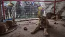 Singa terlihat di kandangnya di kebun binatang di Rafah, Jalur Gaza Selatan, pada 2 Januari 2024. (Foto: AFP)