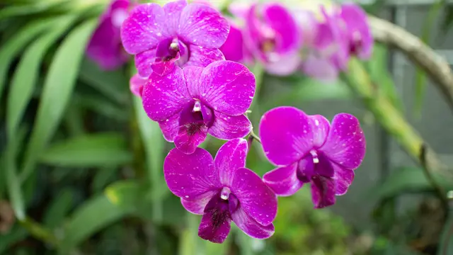 ilustrasi bunga hias untuk mempercantik rumah/YG PhotoArtWorks/shutterstock