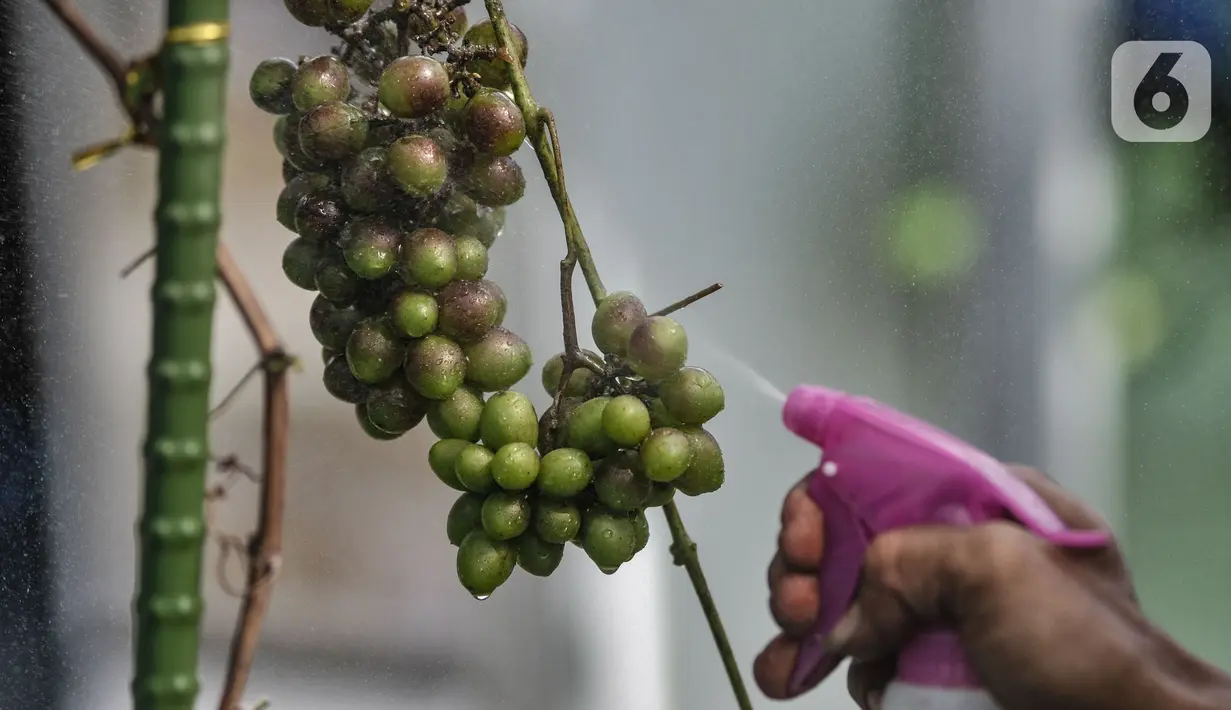 Yatno menyiram buah anggur di Kebun Imut Si Nakal, Kelurahan Malaka Sari, Kecamatan Duren Sawit, Jakarta, Minggu (7/3/2021). Harga bibit pohon anggur di kebun ini dibanderol dengan harga mulai Rp125 ribu hingg Rp1,5 juta per buah tergantung jenis dan ukuran. (merdeka.com/Iqbal S. Nugroho)