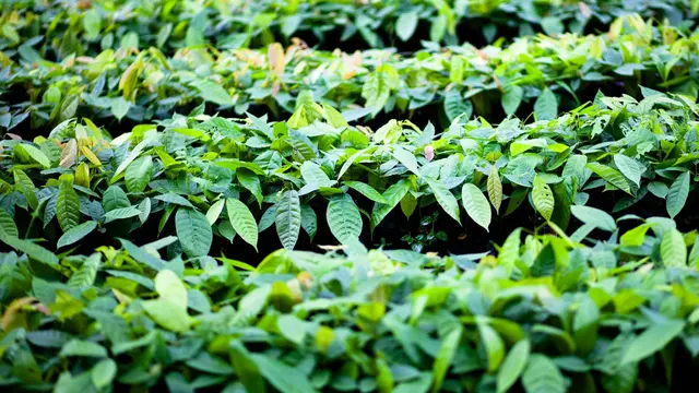 Proyek LASCARCOCO berhasil praktik wanatani kakao dan kopi yang berkelanjutan di Indonesia. (Dok ofi)
