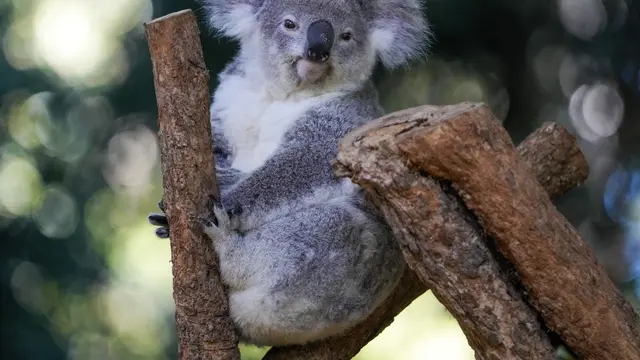 Koala liar pertama ditangkap dan divaksinasi terhadap klamidia