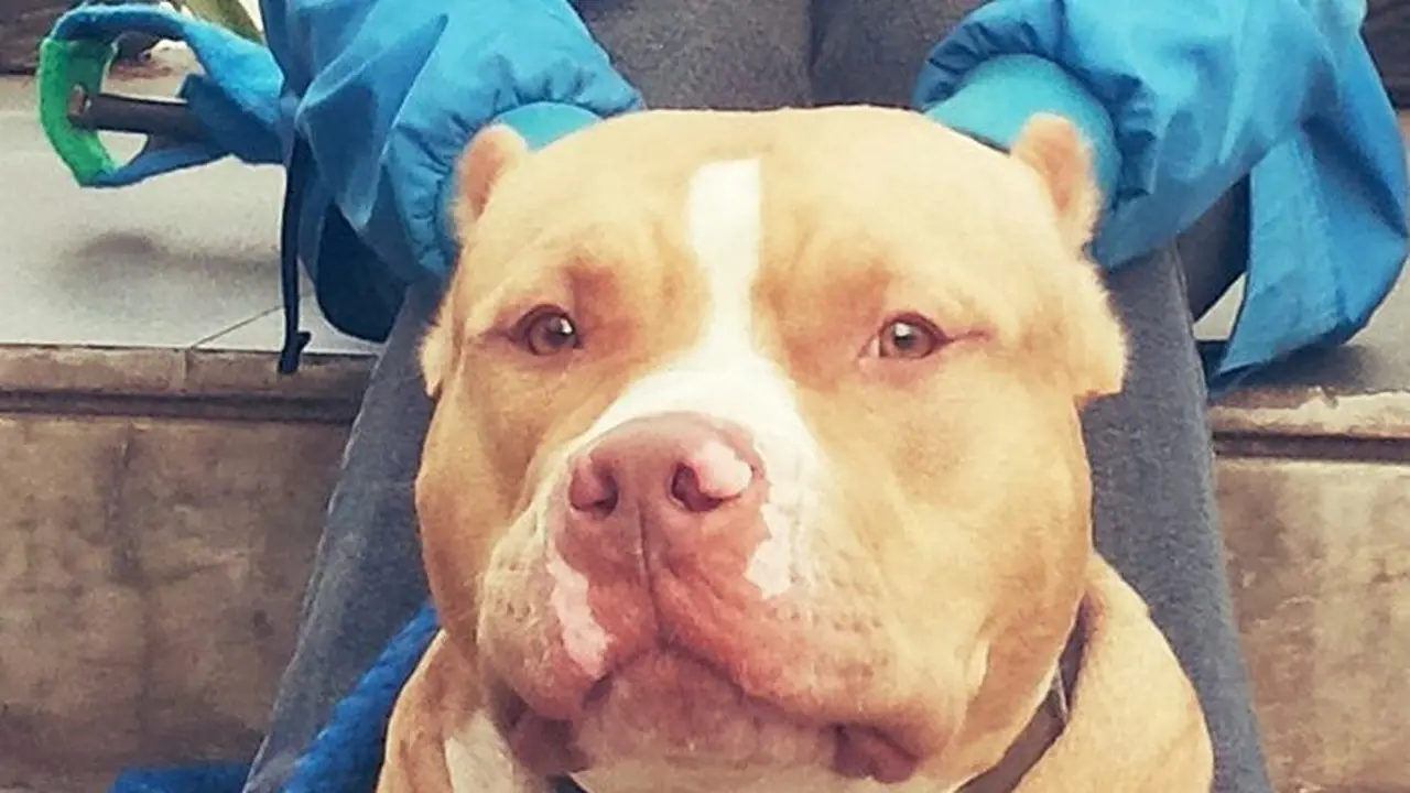 [Bintang] Pitbull