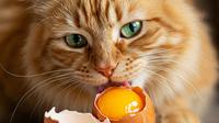 ilustrasi kucing makan telur mentah (ilustrasi: Gemini AI)