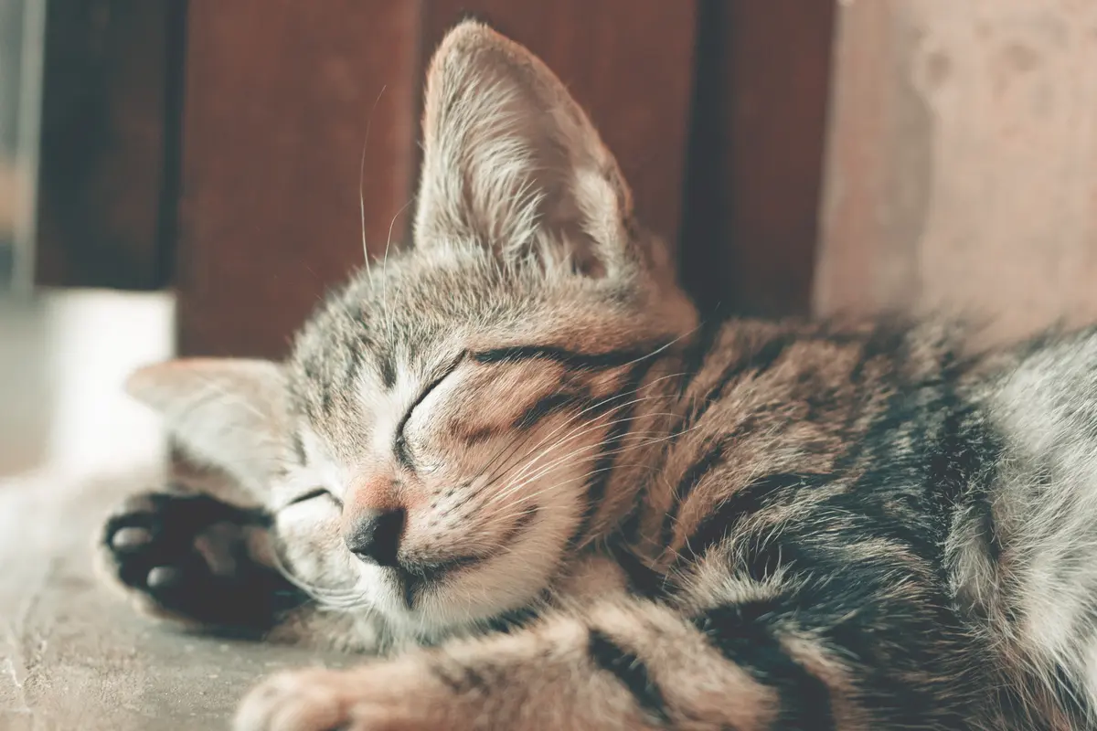 kucing