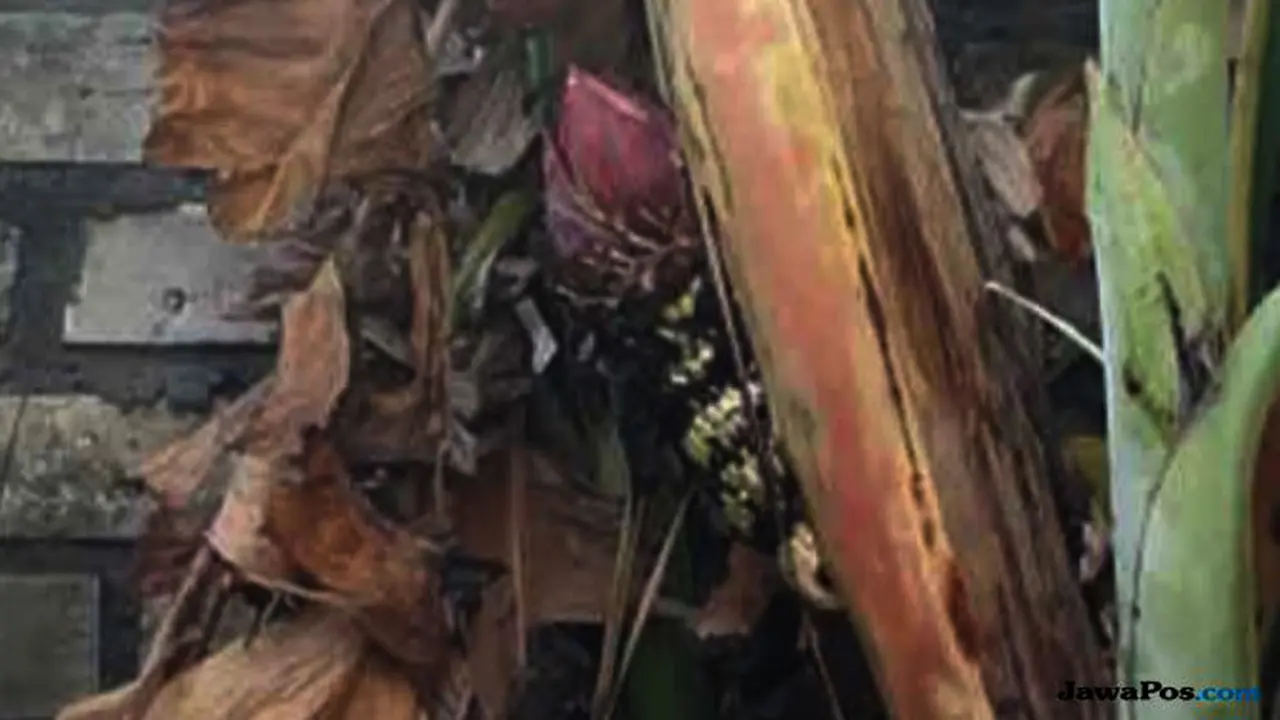 Pohon pisang unik