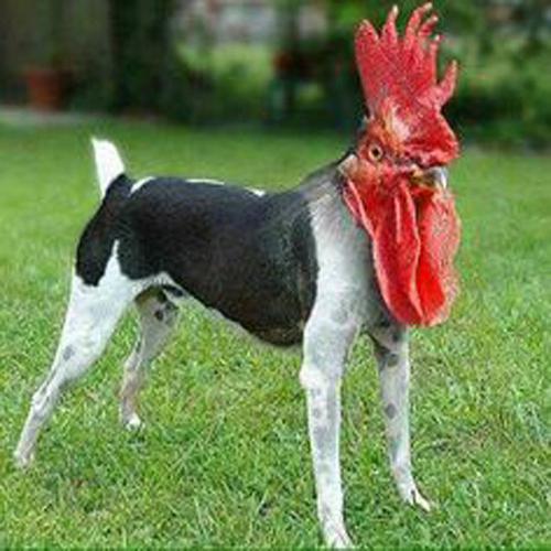 LEMON36 甜 MANUVER PENCAIRAN BERHARGA, ZANG HONG HUA WD KILAT SAH by Hey siriusly