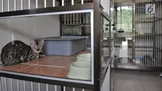 Kucing peliharaan beristirahat saat dititipkan di Hotel Kucing Mimo, Jakarta, Rabu (29/5/2019). Menjelang Hari Raya Idul Fitri atau Lebaran, Hotel Kucing Mimo mulai ramai didatangi calon pemudik yang menitipkan hewan kesayangannya. (merdeka.com/Iqbal Nugroho)