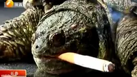 [VIDEO] Unik! Kura-kura Kecanduan Rokok, 10 Batang per Hari