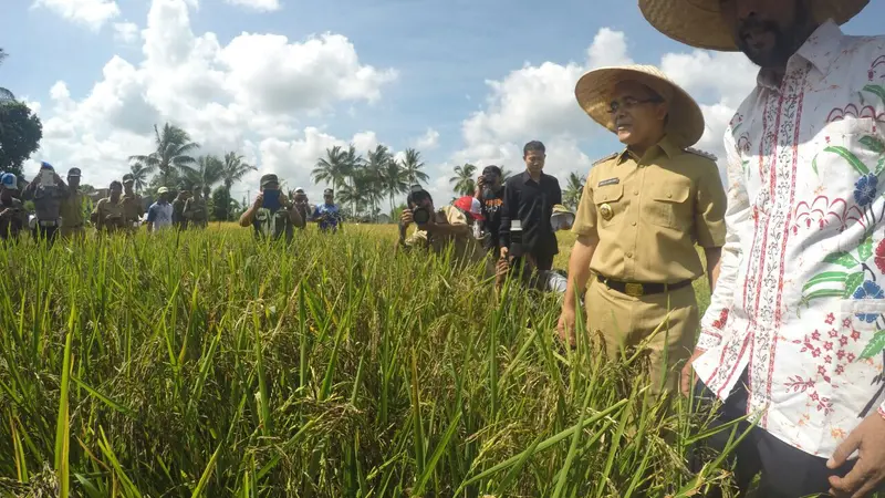 Beras Banyuwangi