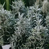 Tanaman mugwort memiliki manfaat baik bagi kesehatan kulit (pexels.com/Uriel Mont)