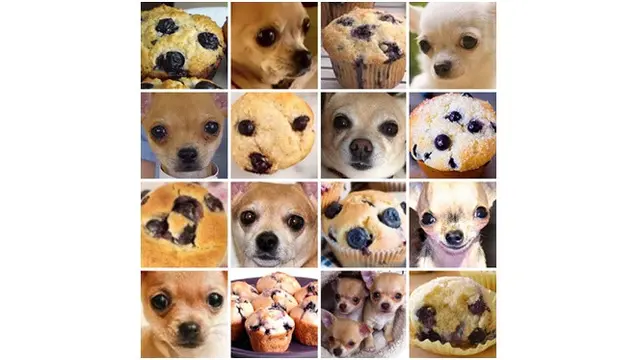 Hewan seperti makanan (Sumber: pawsplanet)