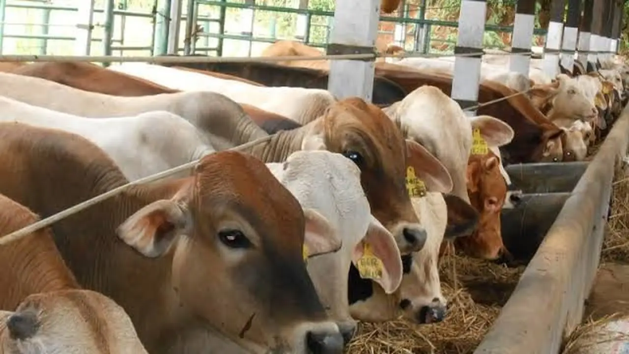 Ilustrasi sapi (Istimewa)