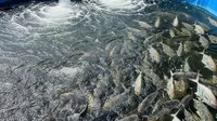 Cara Memulai Usaha Ternak Ikan Cepat Panen dengan Modal Terbatas dan Keuntungan Maksimal