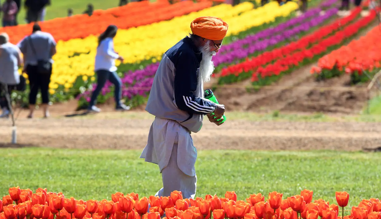 Seorang turis dari India memeriksa bunga tulip selama Tesselaar Tulip Festival di Silvan, Dandenong Ranges, Melbourne (27/9). Pengunjung antusias melihat lebih dari satu juta warna-warni bunga, termasuk 900.000 tulip. (AFP Photo/William West)