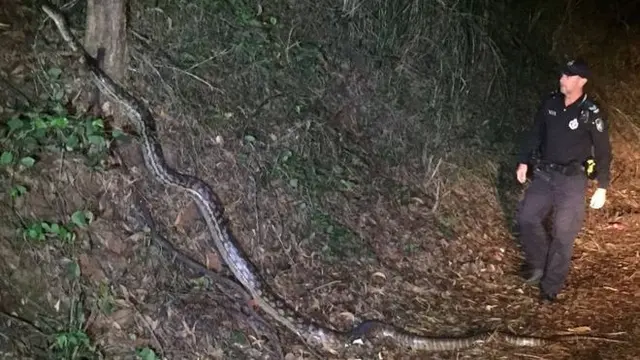 Seorang polisi asal Negeri Kanguru seketika viral karena bertemu dengan ular piton saat tengah kerja jam malam (Twitter/Police Queensland)