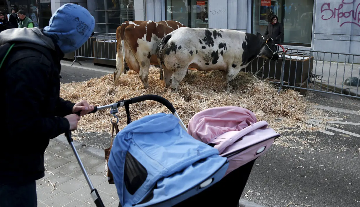 Warga memandangi sapi yang berada dalam kandand dijalan depan Gedung Kementerian Pertanian Uni Eropa, Brussels , Belgia, (14/3). Aksi ini dilakukan oleh petani yang membawa sapi untuk melakukan aksi protes. (REUTERS/Francois Lenoir)