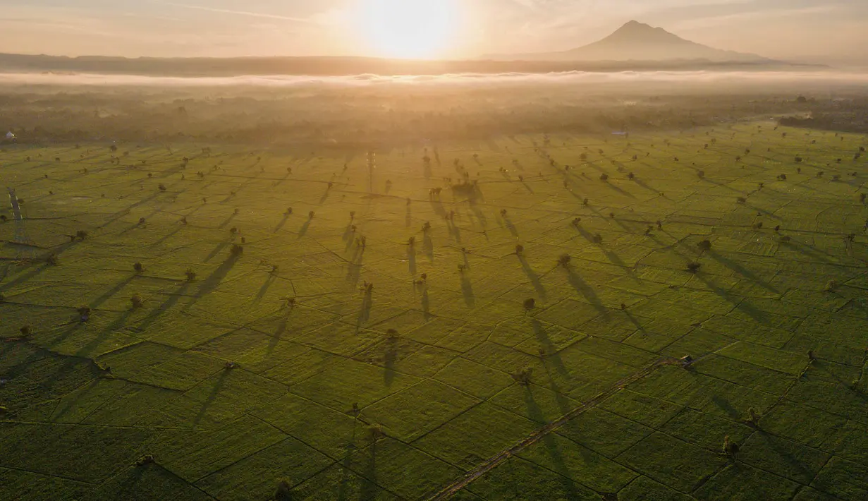Foto udara pemandangan sawah saat matahari terbit di Samahani, Provinsi Aceh, Jumat, 24 Juli 2026. (AFP/ Chaideer Mahyuddin)