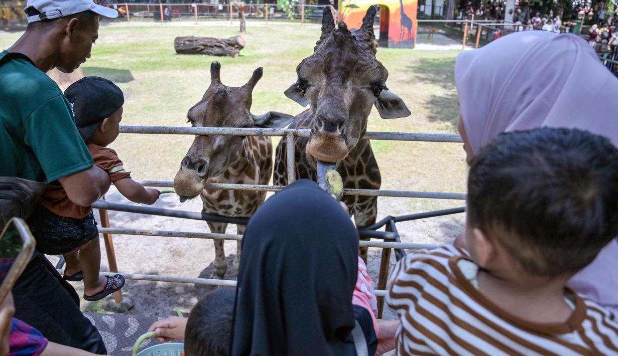 Pengunjung memberi makan jerapah di Kebun Binatang Surabaya, Jawa Timur, selama libur sekolah sekaligus jelang Natal dan Tahun Baru pada Minggu 21 Desember 2025. Memasuki libur sekolah dan jelang perayaan Natal 2025 serta Tahun Baru 2026, Kebun Binatang Surabaya (KBS) kembali menjadi destinasi favorit keluarga. (JUNI KRISWANTO/AFP)