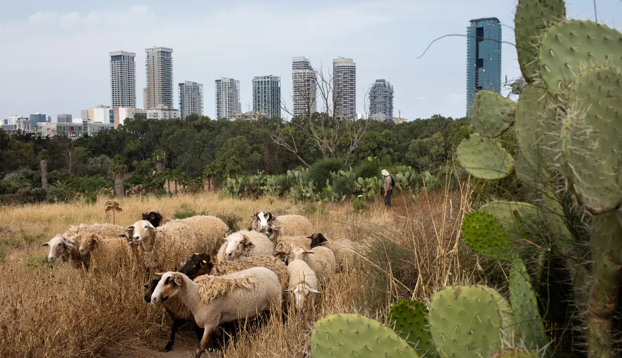 Suasana saat sekelompok kecil domba merumput di sebuah ladang yang berada di antara gedung pencakar langit Tel Aviv, Israel, Senin (28/5). (AP Photo/Oded Balilty)