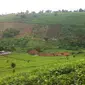 Kebun Teh salah satu objek wisata di Kabupaten Majalengka. Foto (Liputan6.com / Panji Prayitno)