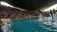 Pengunjung melihat atraksi lumba-lumba di kawasan wisata Ancol, Jakarta, Senin (8/2). Dalam rangka liburan Imlek, Ancol menampilkan pertunjukan lumba-lumba berkolaborasi dengan barongsai untuk menghibur wisatawan. (Liputan6.com/JohanTallo)