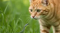Apakah Kucing Kebal Bisa Ular Kobra? Ini Fakta Ilmiahnya