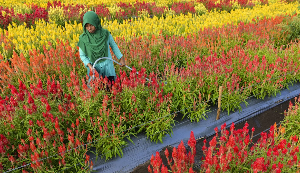 Seorang tukang kebun menyirami celosia di kebun bunga di Panga, provinsi Aceh, 27 Januari 2019. Taman bunga yang membentuk pola warna-warni seperti dinegara-negara Eropa tersebut baru dibuka pada 1 Januari 2019 untuk umum. (CHAIDEER MAHYUDDIN/AFP)