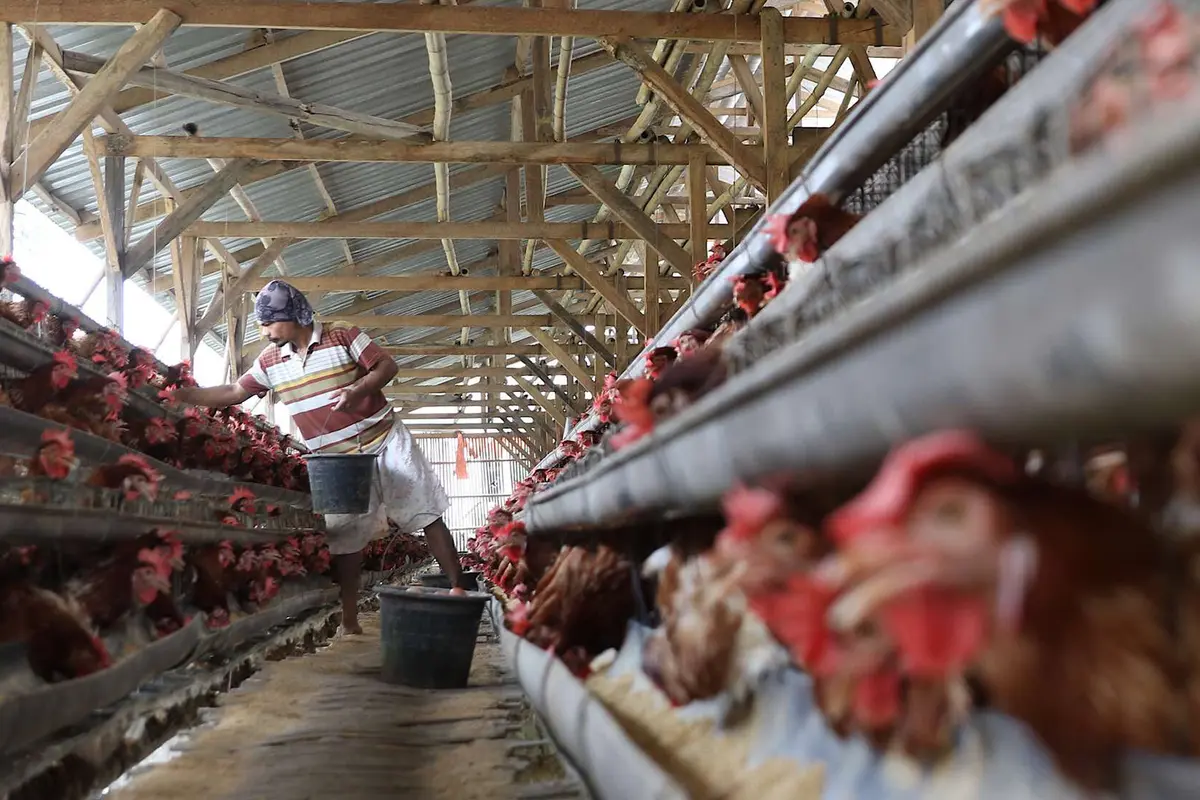 Peternak di Depok Ungkap Penyebab Tingginya Harga Telur Ayam