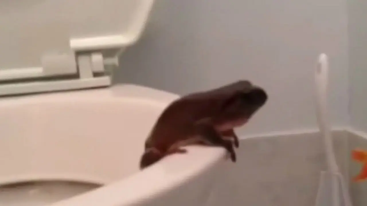 Toilet critters (6)