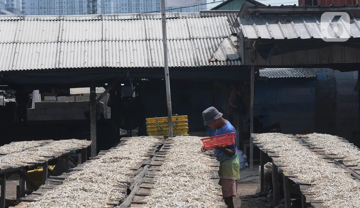 Untuk pengeringan secara alami dengan sinar matahari bisa menghasilkan ikan asin yang baik. (merdeka.com/Imam Buhori)