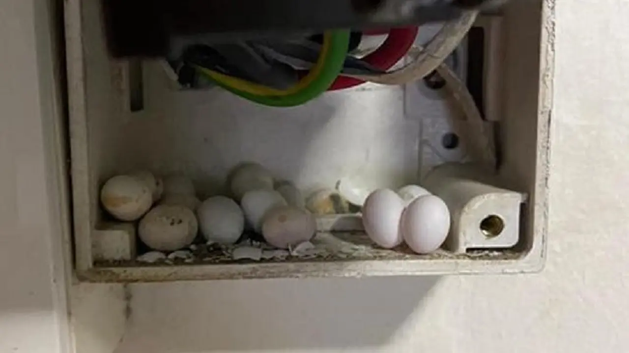 telur kadal
